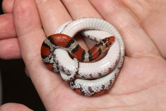 Cemophora coccinea copei