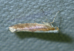 Argyresthia semitestacella