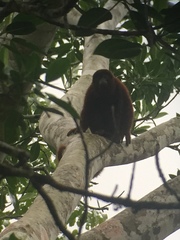Alouatta
