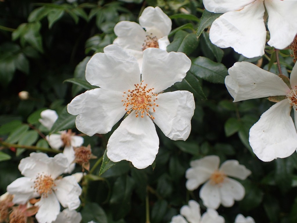 Rosa sempervirens