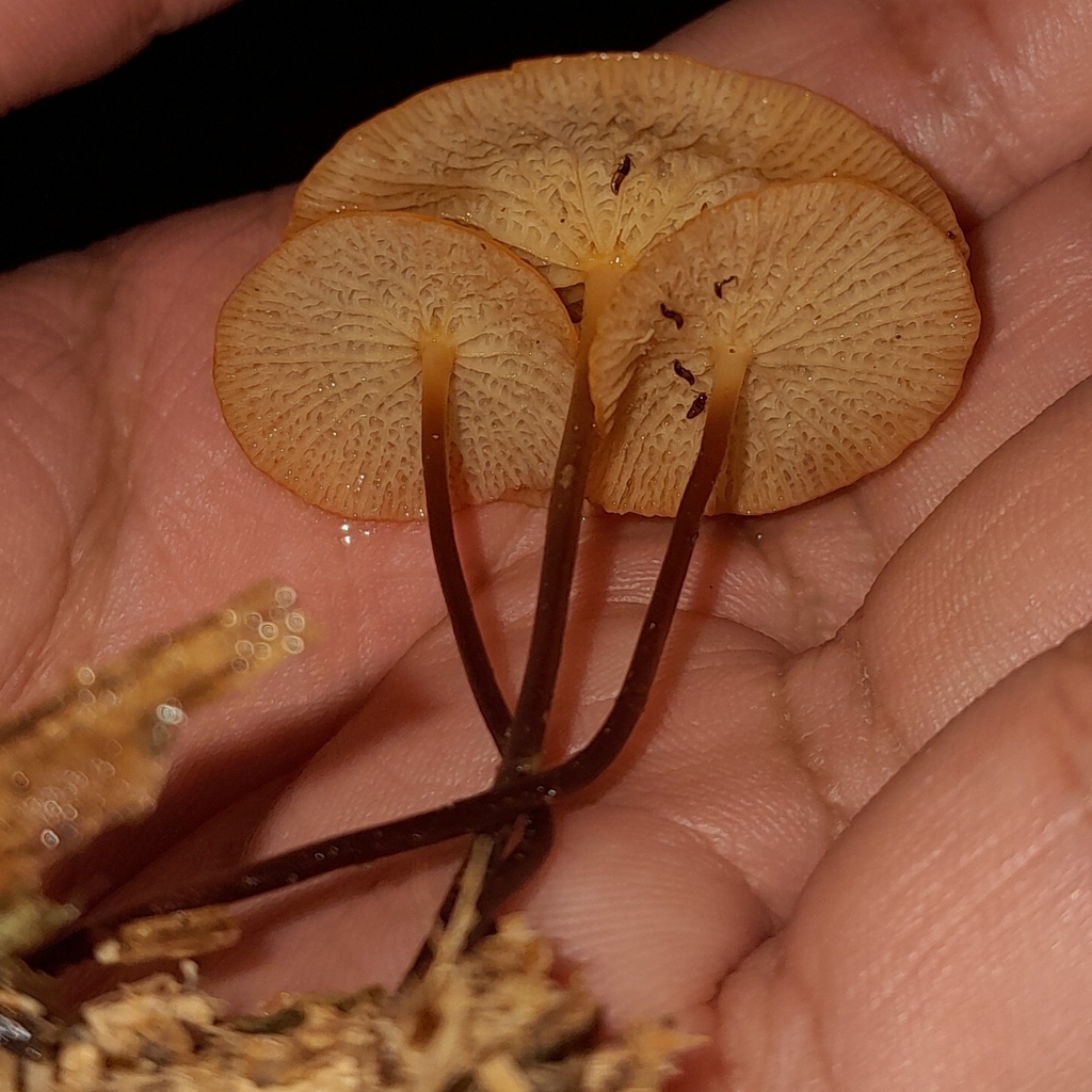 Marasmius cladophyllus · June 2024 · photo: © elkinjmf (iNaturalist, cc-by)