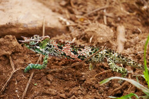 Pfeffer's Chameleon