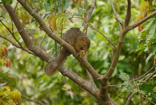 Red-legged Sun Squirrel