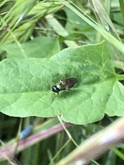 Chloromyia formosa