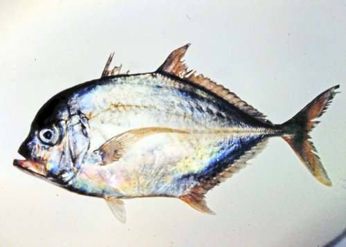 Malabar trevally (Carangoides malabaricus) — Carangidae — 5