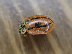Mulsantina hudsonica
