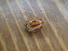 Mulsantina hudsonica