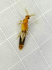 Distremocephalus texanus