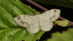 Idaea trigeminata
