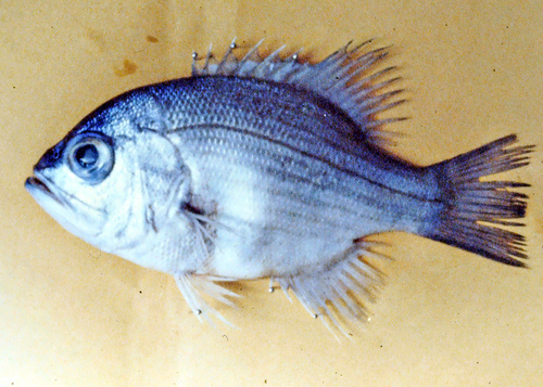 Deepsea jewfish (Glaucosoma buergeri) — Glaucosomatidae