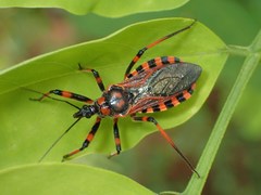 Rhynocoris