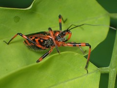 Rhynocoris