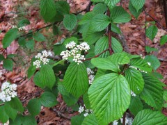 Viburnum wrightii