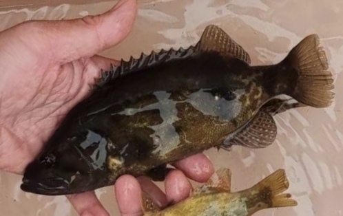 Sharpnose perch (Coreoperca whiteheadi) — Sinipercidae — 5