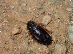 Loboptera canariensis