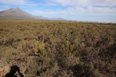 Leucadendron stellare