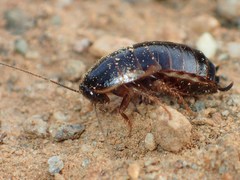 Loboptera canariensis