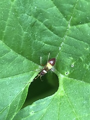 Closterotomus biclavatus