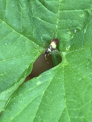 Closterotomus biclavatus