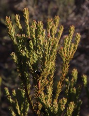 Leucadendron stellare