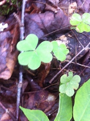 Oxalis