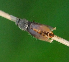 Agriotes sputator