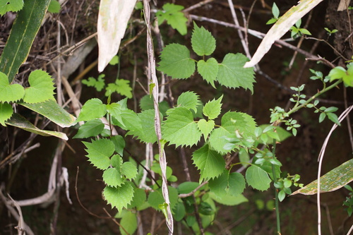 Hydrangea hydrangeoides, photograph 2