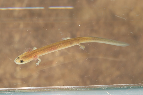 Many-ribbed Salamander