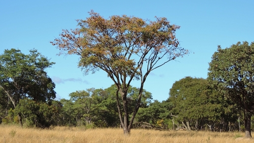 Pterocarpus image
