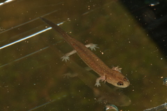 Desmognathus brimleyorum