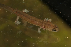Desmognathus brimleyorum