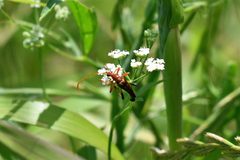 Strangalia virilis