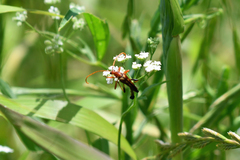 Strangalia virilis