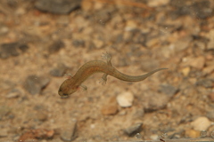 Desmognathus brimleyorum