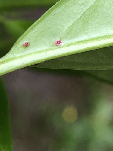 Prunus laurocerasus