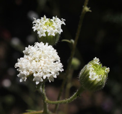 Chaenactis artemisiifolia