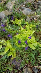 Pinguicula grandiflora