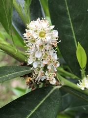 Prunus laurocerasus