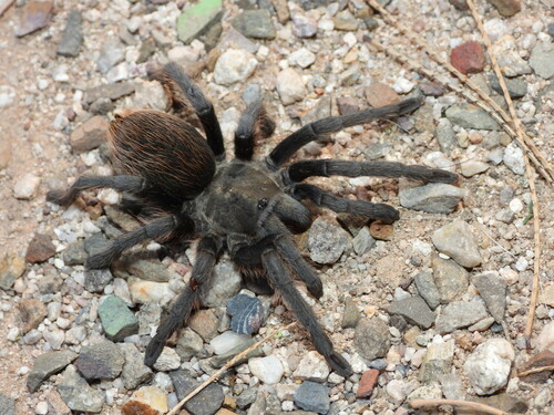Tucson Bronze Tarantula