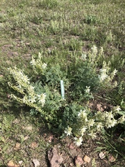 Astragalus drummondii