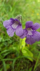 Pinguicula grandiflora
