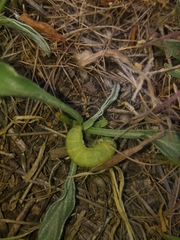 Phlogophora meticulosa