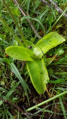 Pinguicula grandiflora
