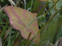 Rhodostrophia calabra
