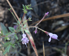 Allophyllum gilioides