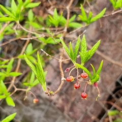 Rhododendron pentandrum