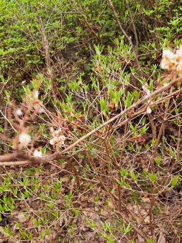 Rhododendron pentandrum, photograph 1