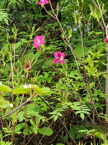Rhododendron albrechtii, photograph 6