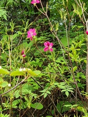 Rhododendron albrechtii, photograph Andreas Taeger, CC BY, iNaturalist via GBIF