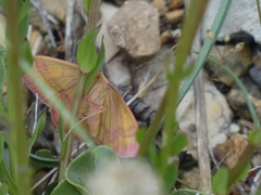 Rhodostrophia calabra